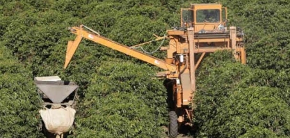 Seca no Brasil tende a pressionar preços de café arábica