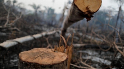 Meta climática põe em risco investimentos no país, diz coalizão de empresas