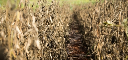 Com chuvas abaixo da média, safra recorde já tem perdas de 7,3 milhões