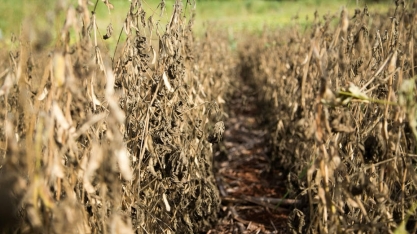 Com chuvas abaixo da média, safra recorde já tem perdas de 7,3 milhões