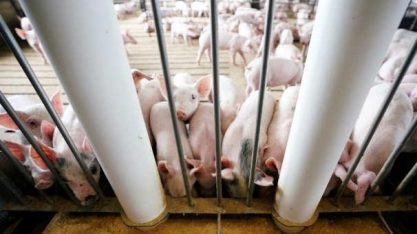Em ano de importações, soja ficou cara, mas indústrias estão abastecidas