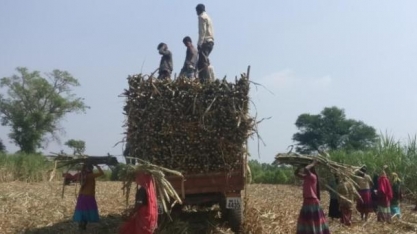 Fundos testam ‘up’ no açúcar ante subsídio indiano menor