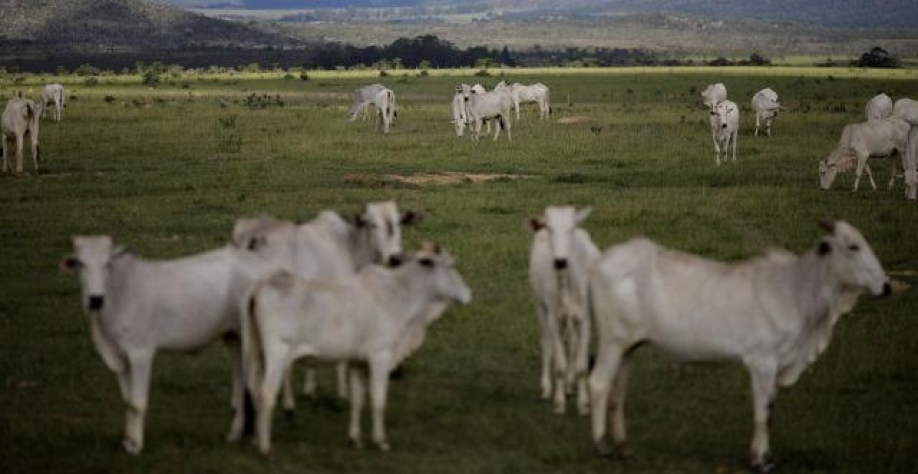 Boi: aumenta a pressão e tombo fica mais próximo ao de dezembro passado