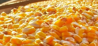 Embarque de milho salta em dezembro; terá queda de 17% em 2020