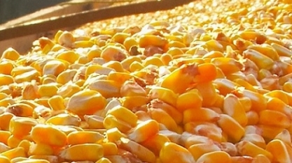 Embarque de milho salta em dezembro; terá queda de 17% em 2020