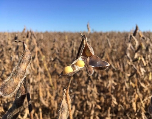 Sojicultores de Goiás testam tecnologia 5G com equipamentos da Huawei