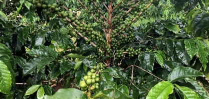 Cooxupé recebe recorde de 8,1 mi sacas de café em 2020, acima do esperado