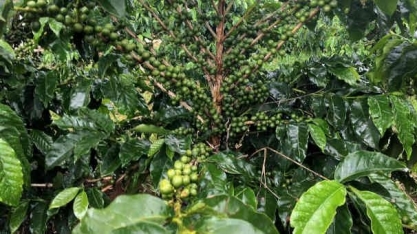 Cooxupé recebe recorde de 8,1 mi sacas de café em 2020, acima do esperado