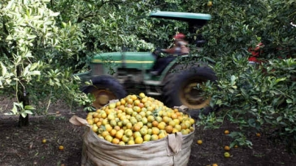 Quebra de safra atingirá exportação de suco de laranja do Brasil