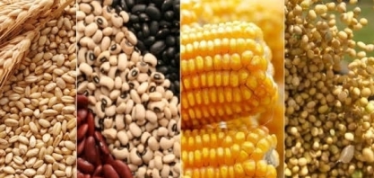 Safra brasileira deve saltar 4,4% em 2020, e expandir 1,9% em 2021    