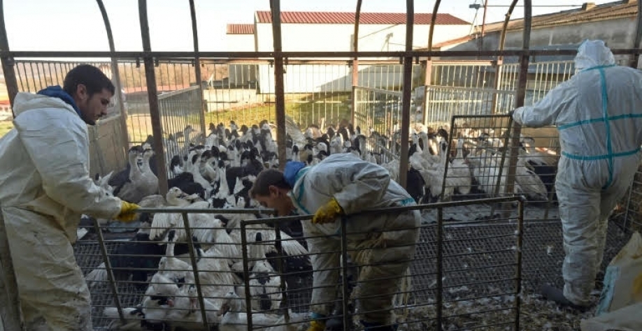Gripe aviária: Mais 5 fazendas são afetadas pelo vírus no leste da França