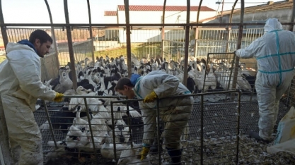 Gripe aviária: Mais 5 fazendas são afetadas pelo vírus no leste da França