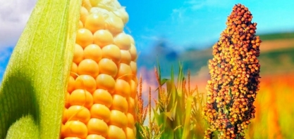 China abre perspectivas para sorgo e milho brasileiros