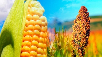 China abre perspectivas para sorgo e milho brasileiros