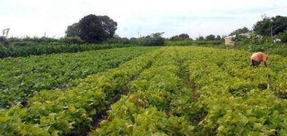 Área com seguro rural quase dobra em 2020; tem recorde de 13,7 mi hectares