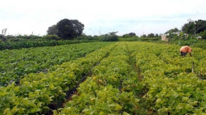 Área com seguro rural quase dobra em 2020; tem recorde de 13,7 mi hectares