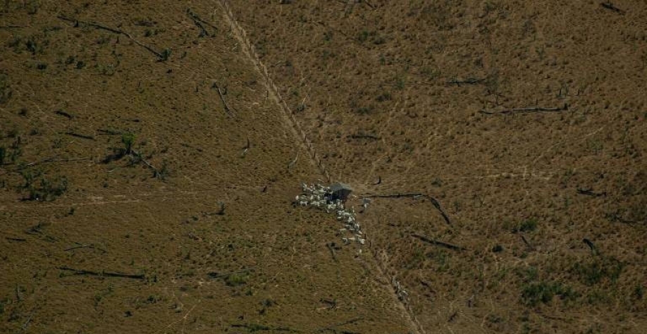 Frigoríficos compram gado direto de fazendas ilegais, diz investigação