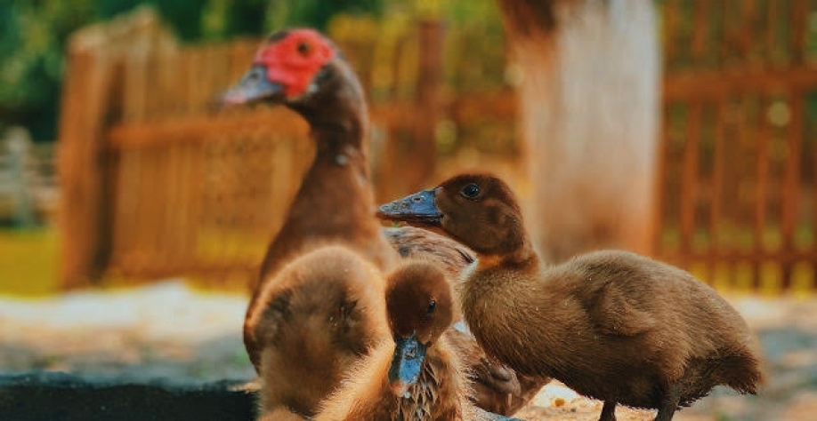 França confirma surto severo de gripe aviária em criação de patos