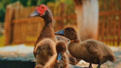 França confirma surto severo de gripe aviária em criação de patos