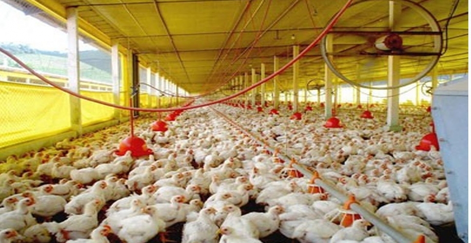 Frango: Análise Conjuntural Agromensal Novembro/2020 Cepea/Esalq/USP