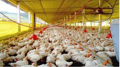 Frango: Análise Conjuntural Agromensal Novembro/2020 Cepea/Esalq/USP