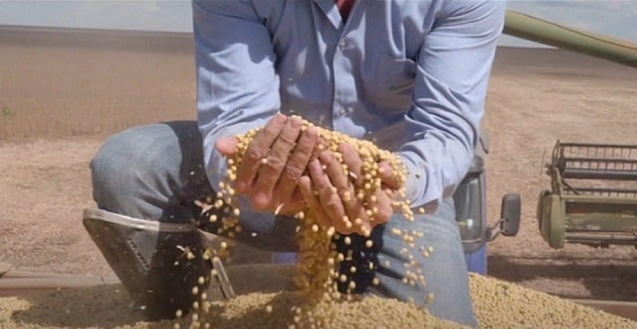 Rali da soja incentiva consolidação de setor agrícola no Brasil