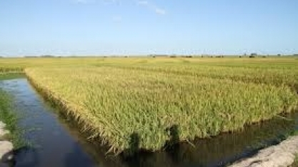 BGE: Safra de arroz será de 11 mi de t em 2021, queda de 0,8%