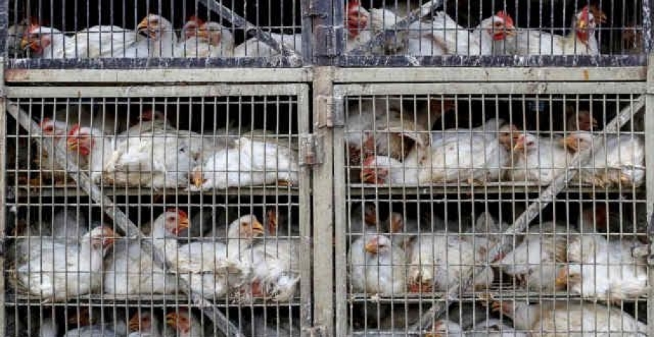 Surto de gripe aviária prejudica vendas de frango na Índia