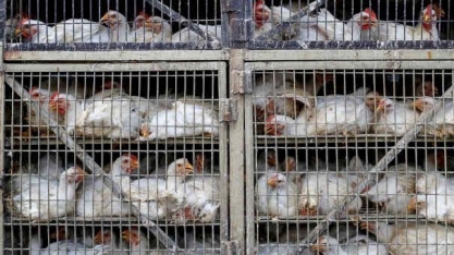 Surto de gripe aviária prejudica vendas de frango na Índia