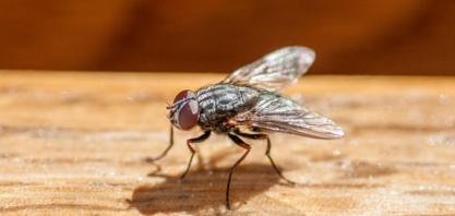 Fazenda de proteínas de insetos do mundo sinaliza futuro do setor agrícola