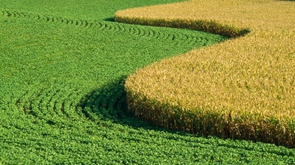 Soja e milho recuam em Chicago após máximas de 6 anos;mercado aguarda USDA