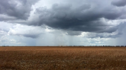 Tradings de soja se comprometem com desmatamento zero a partir de 2020