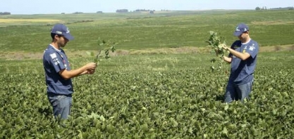 USDA mantém projeção para safra de soja 20/21; revisa milho para baixo