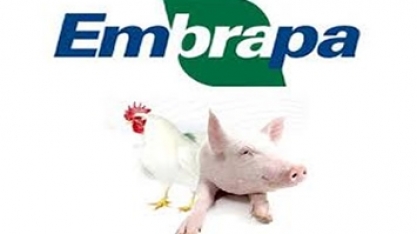 Custo de produção de frangos e suínos atinge patamar recorde em 2020