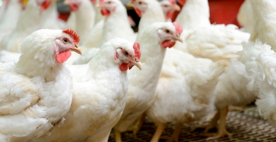 Frango: Competitividade da carne de frango deve continuar em alta em 2021
