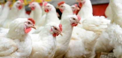 Frango: Competitividade da carne de frango deve continuar em alta em 2021