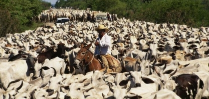 Demanda global por carne impulsiona desmatamento no Brasil, diz relatório