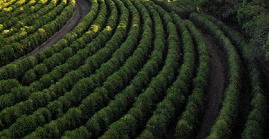 Alta produtividade sustenta safra recorde de café