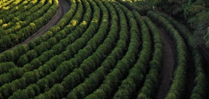Alta produtividade sustenta safra recorde de café