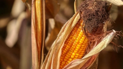 Milho: Demanda aquecida deve manter os preços firmes em 2021