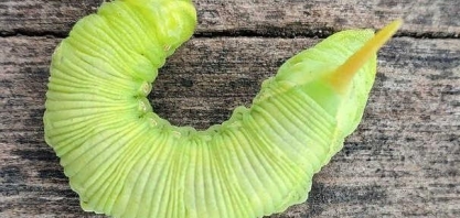 UE dá primeiro passo para incluir insetos em cardápios