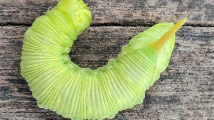 UE dá primeiro passo para incluir insetos em cardápios