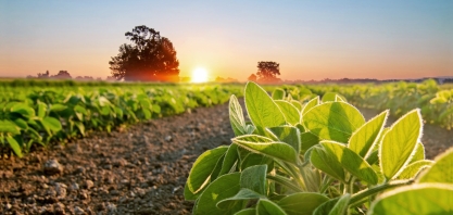 IBGE: Área plantada de soja crescerá 2,7% em 2021,para 38,2 mi de hectares