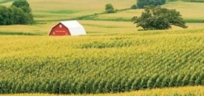 Dados iniciais de produção de milho da Conab assustam