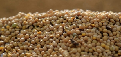 Soja estende rali para 2021 por temor com oferta da América do Sul