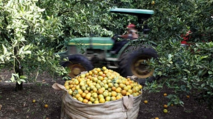 Exportação de suco de laranja cai 23,5% no 1° semestre da safra 2020/21