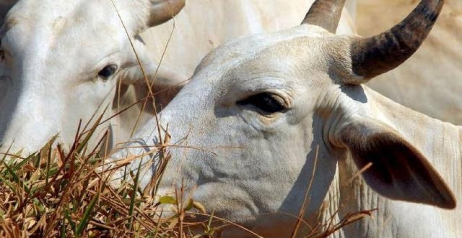 Indonésia importa gado e carne para atender o abastecimento doméstico