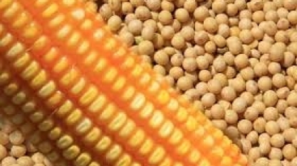 Exportação de soja deve cair 37% em janeiro, diz Anec; venda de milho sobe