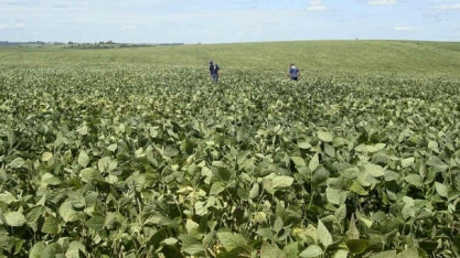 Brasil deve colher 132,4 mi t de soja em 2021, diz Agroconsult