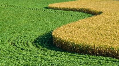 EUA devem expandir área plantada com soja e milho, diz economista do USDA